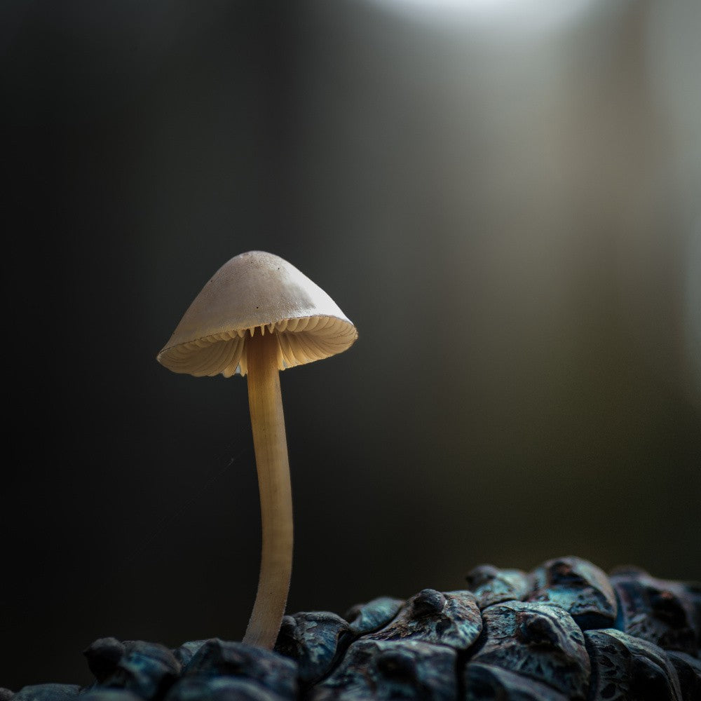 	 pequeña creación XXV