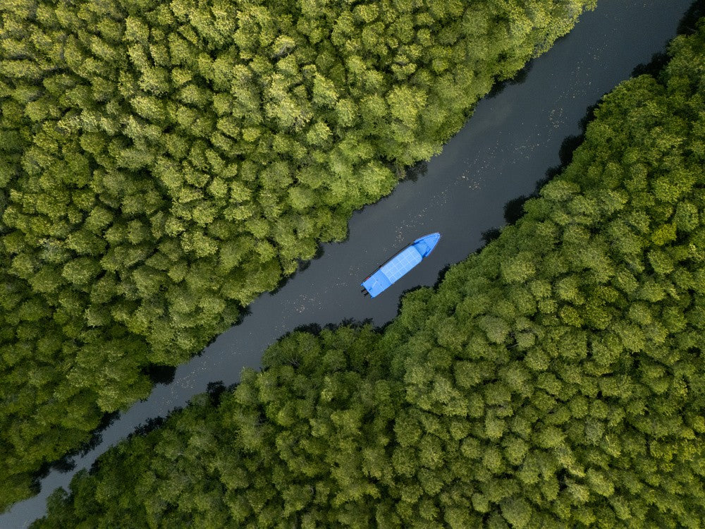 Parked in the mangroves