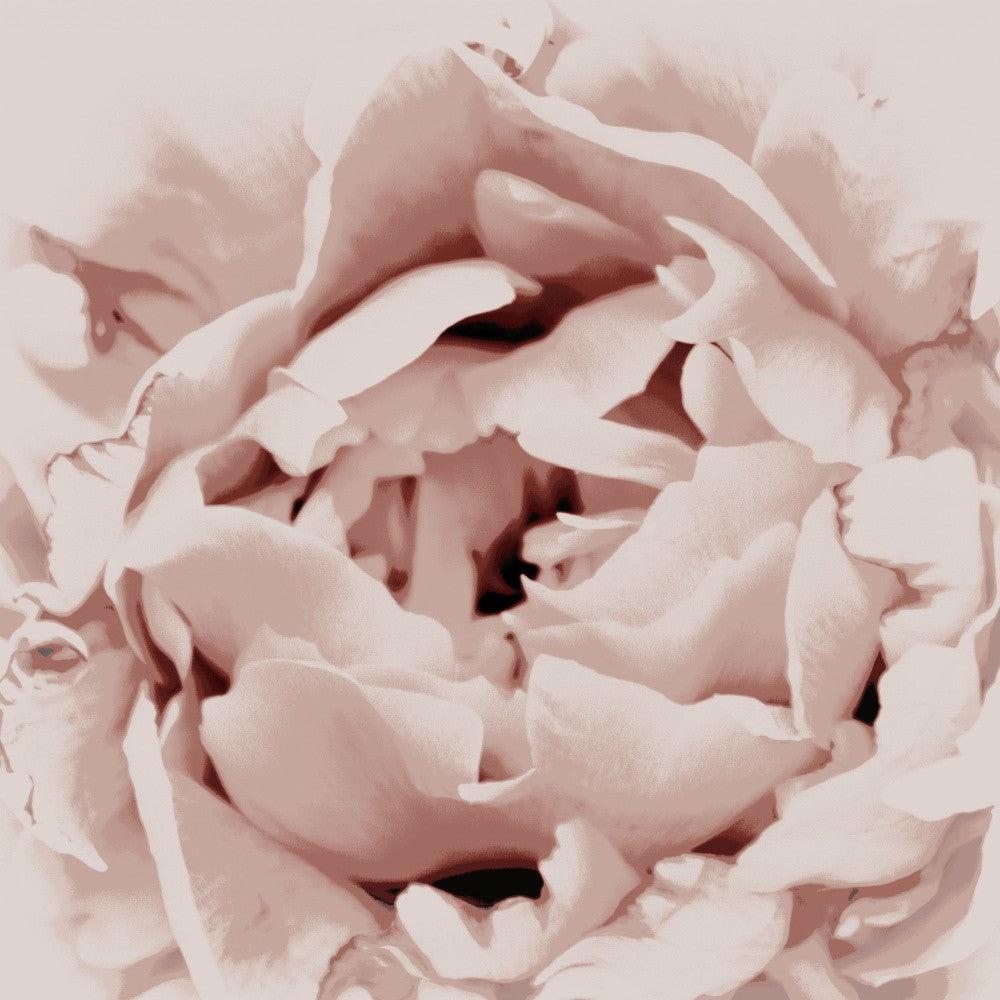 Delicate Peony Flower