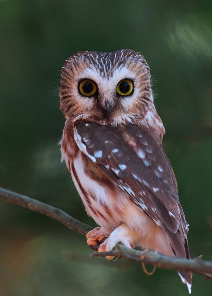 Northern Saw-whet Owl