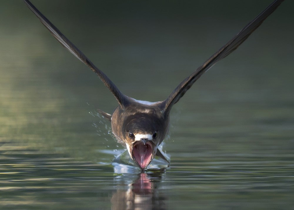 White-throated Needletail