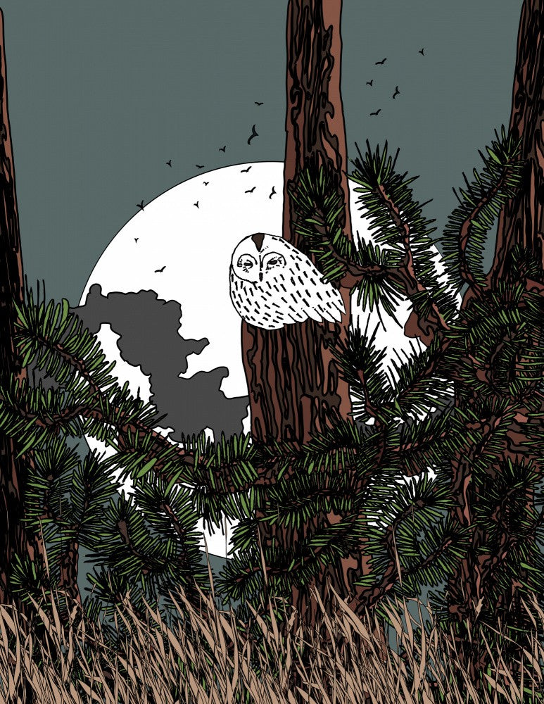 Owl in the Moonlight
