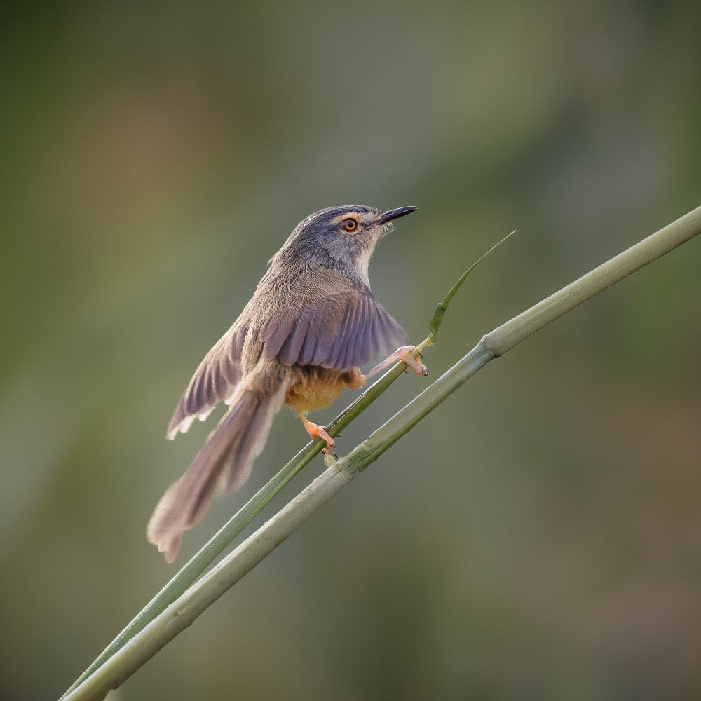 yellow-bellied prinia