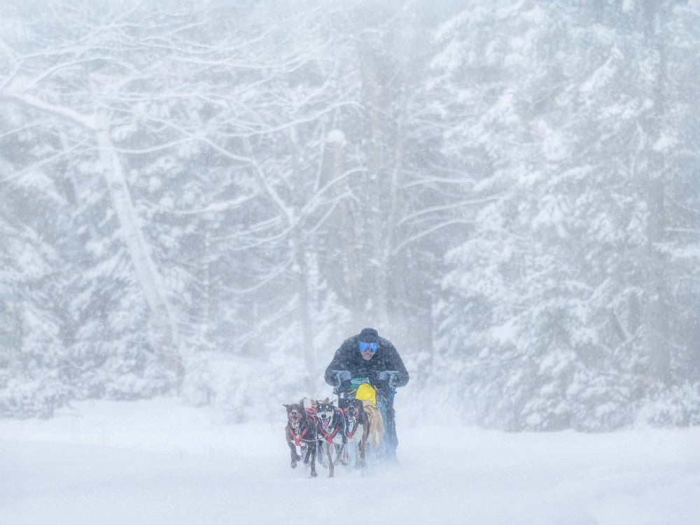 Journey Through the Snowy Wilderness