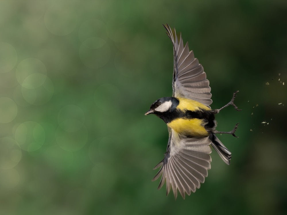Bullet bird