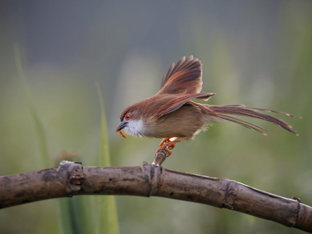 yellow eyed babbler