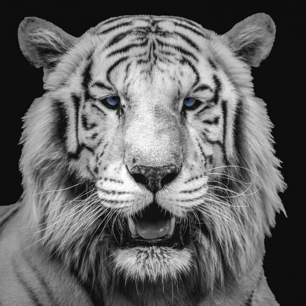 White Tiger with Blue Eyes