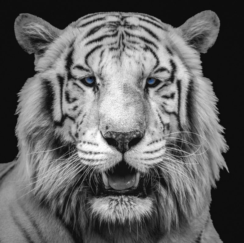 White Tiger with Blue Eyes