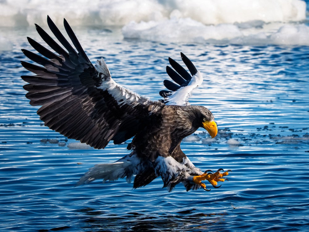 Hunting among the drift ice