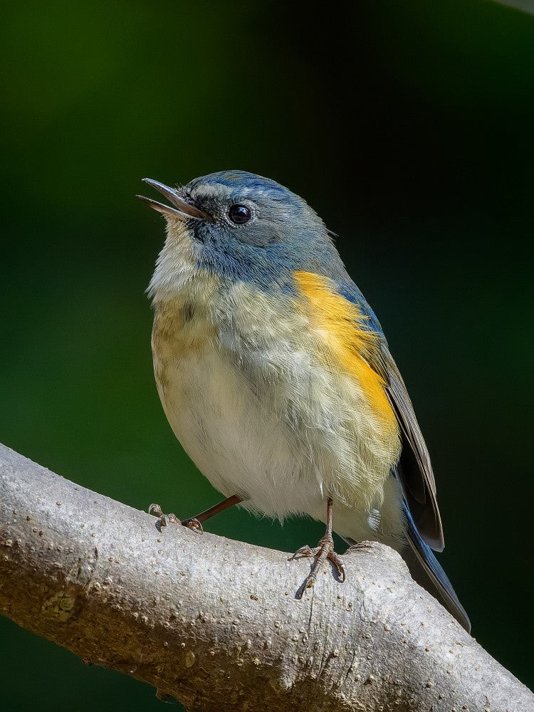 The chirping of the bluebird