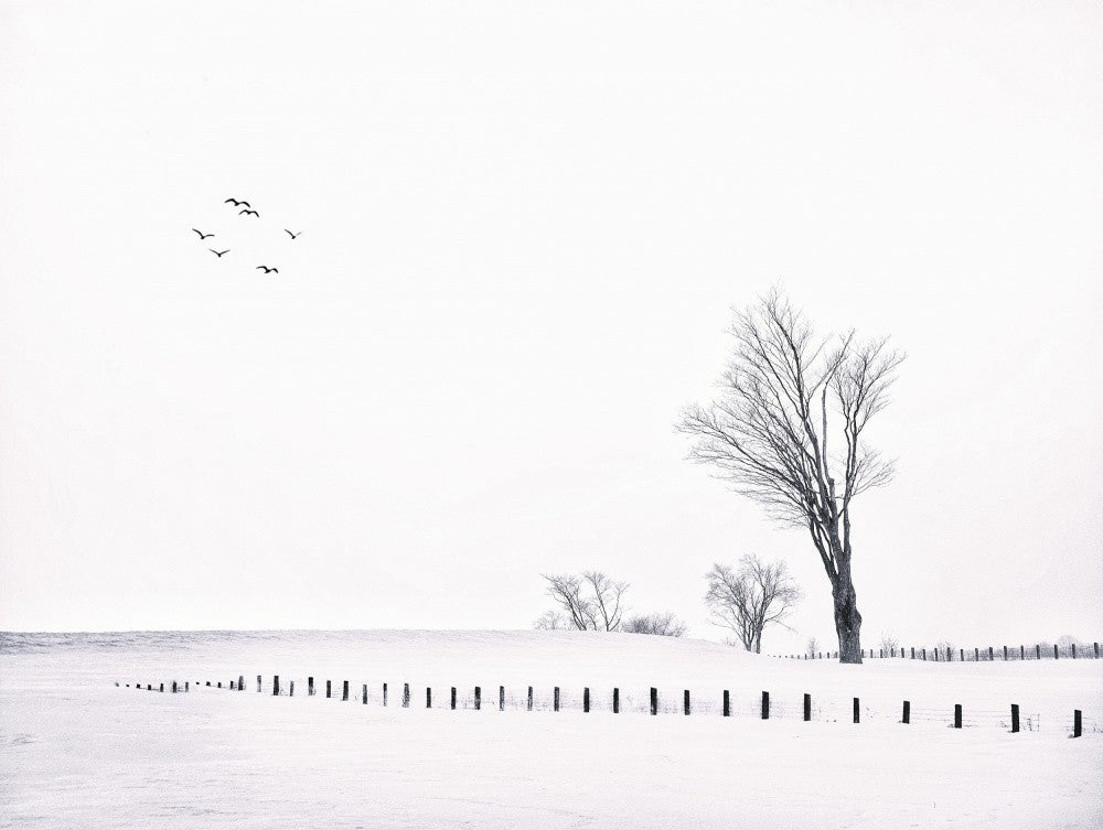 Winter Scene