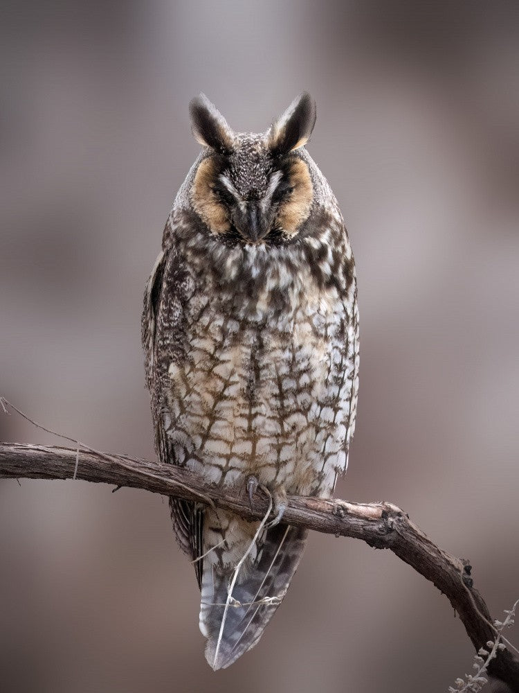 Sleeping Long-eared Owl