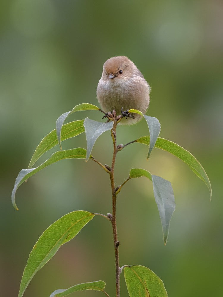 American Bushtit