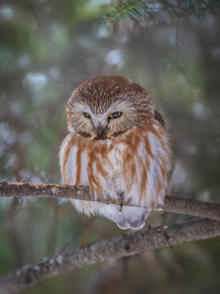 Resting