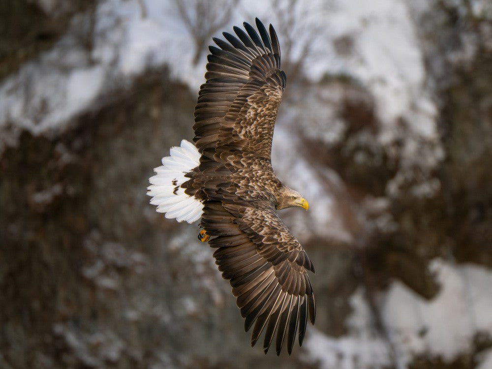 White-tailed Eagle