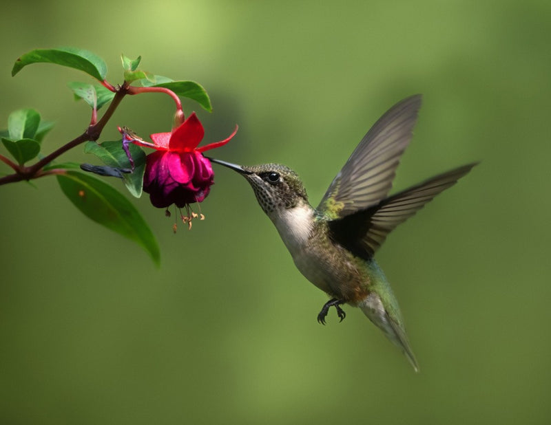 Hummingbird in Backyard