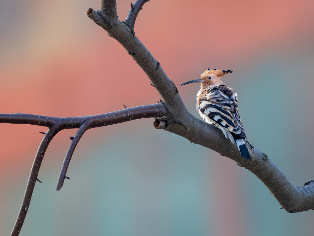 Hoopoe
