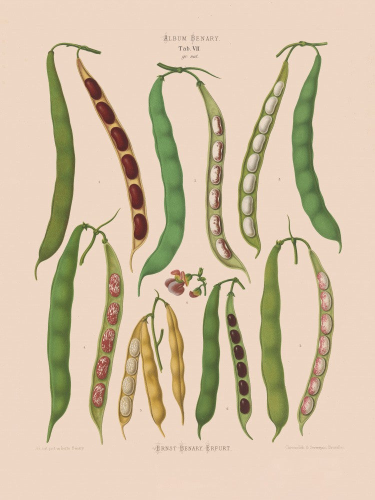 Beans – Dwarf French, Kidney, or Snap From Album Benary (1876 1886) By Ernst Benary