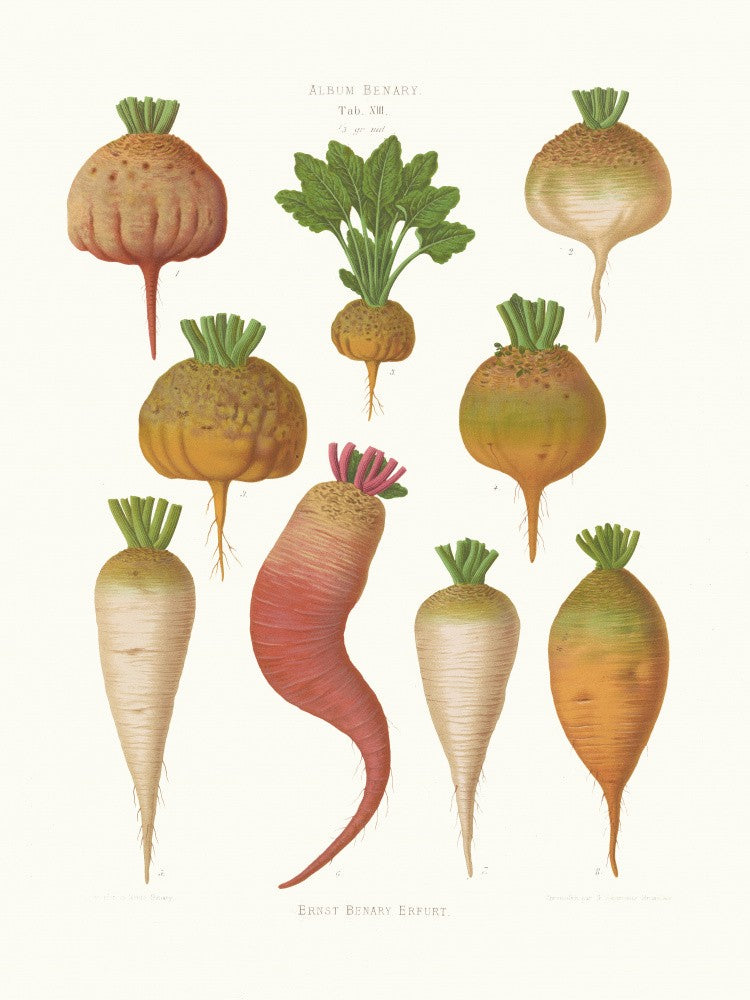 Mangel Wurzels. Sugar Beets From Album Benary (1876 1886) By Ernst Benary