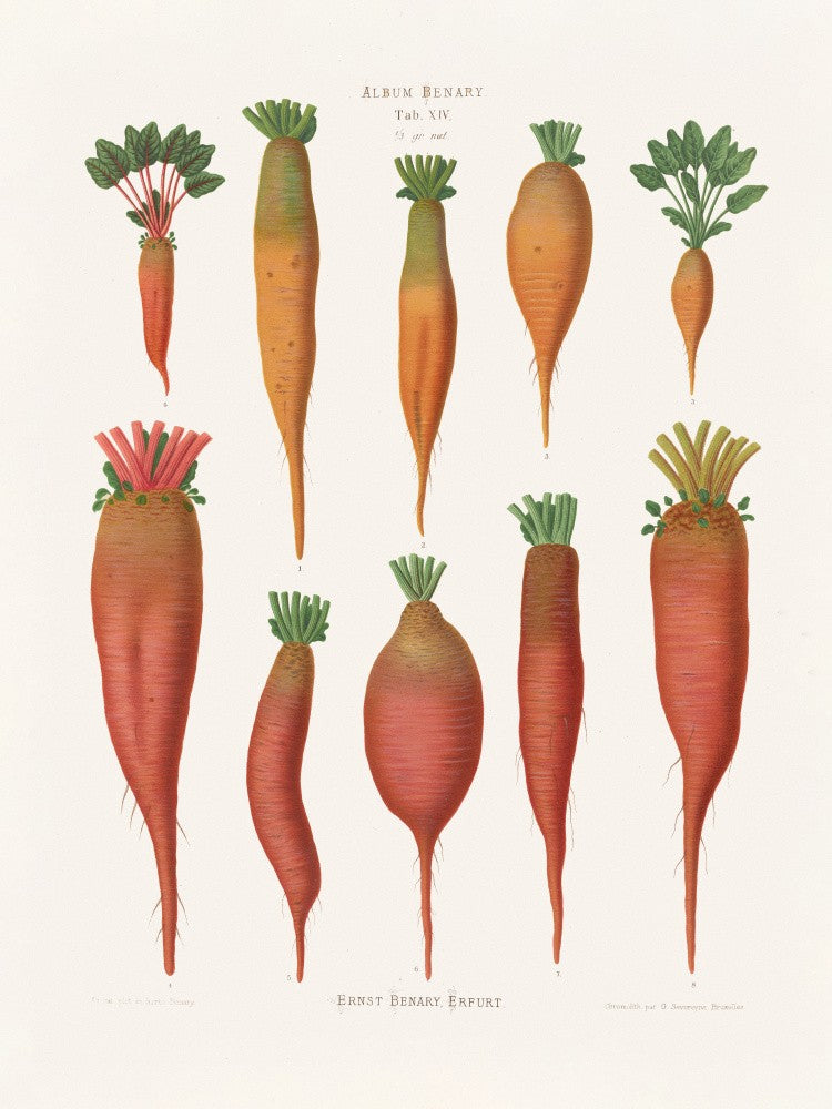 Mangold Wurzels From Album Benary (1876 1886) By Ernst Benary
