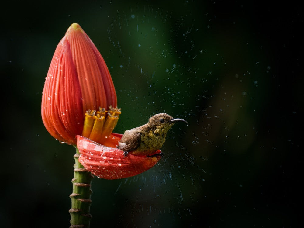 Little Bird in Banana Flower
