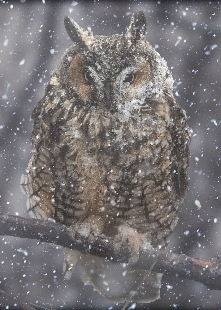 Haven in the Snow: The Long-Eared Owl