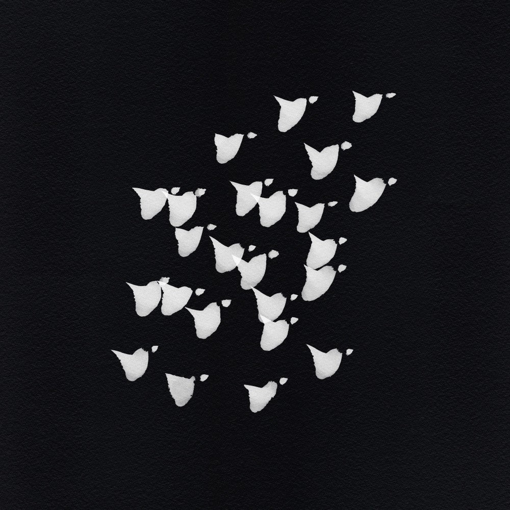 Birds In Flight   Upwards Bw