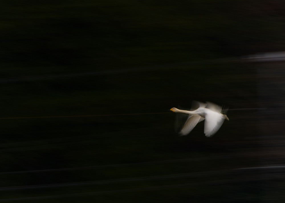 Tundra Swan