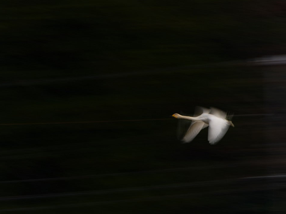 Tundra Swan
