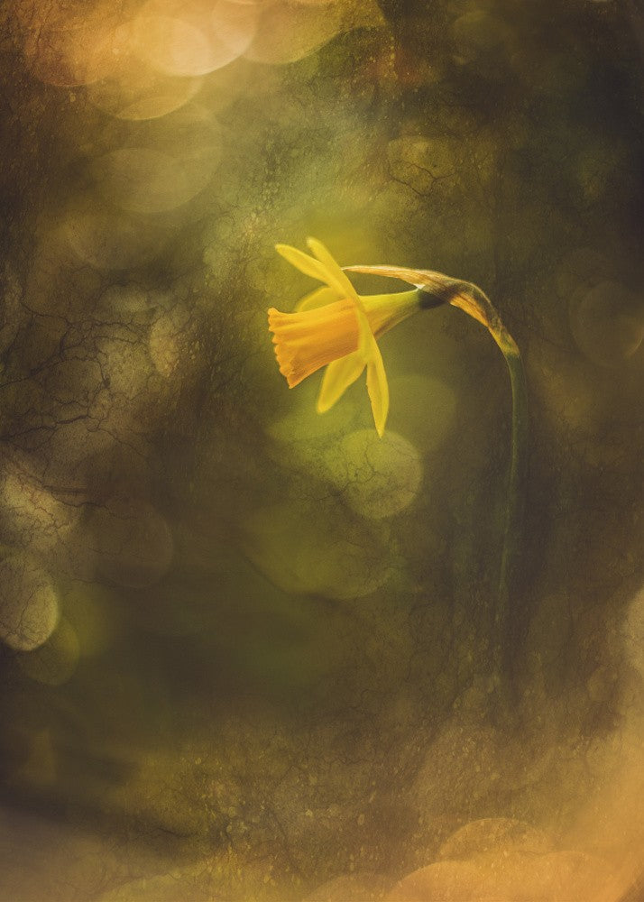 Narcissus - Daffodil