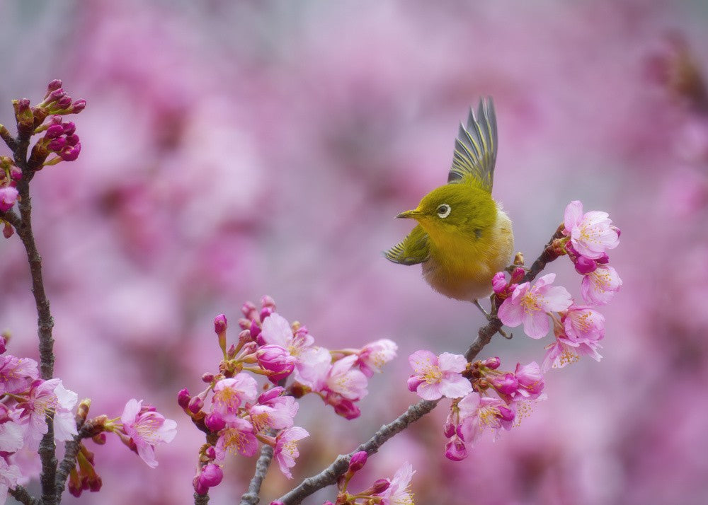 Japanese White-eye