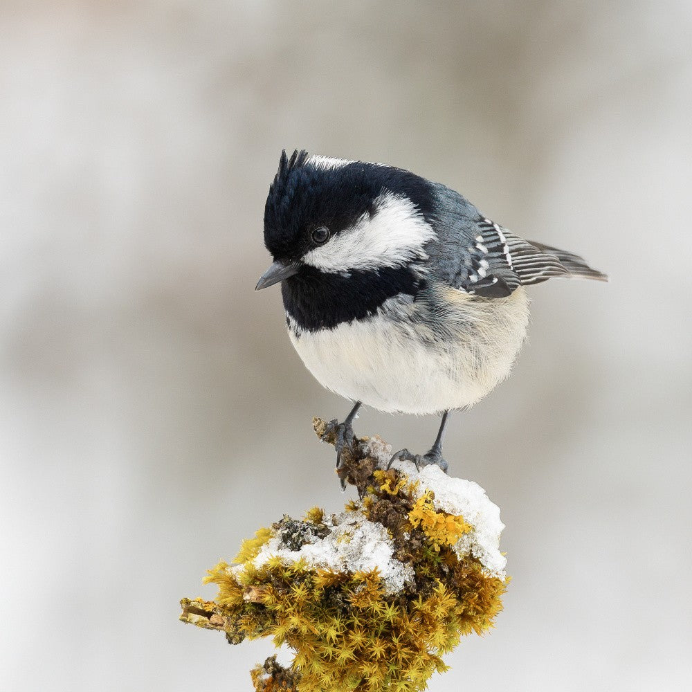 Coal tit in winter.