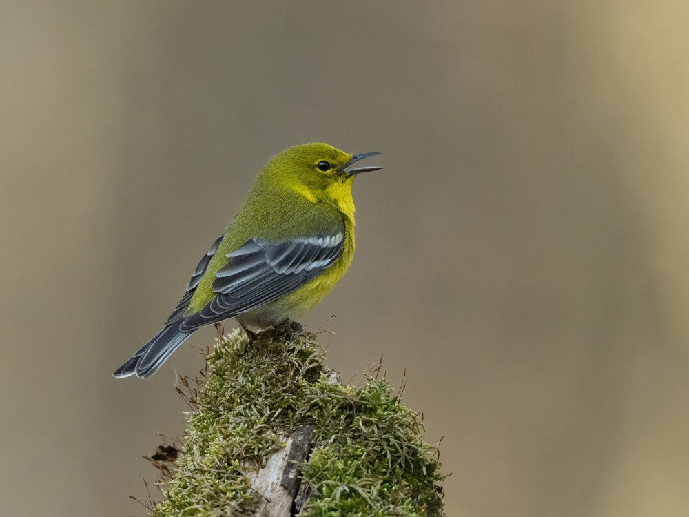 Song of the Pine Warbler