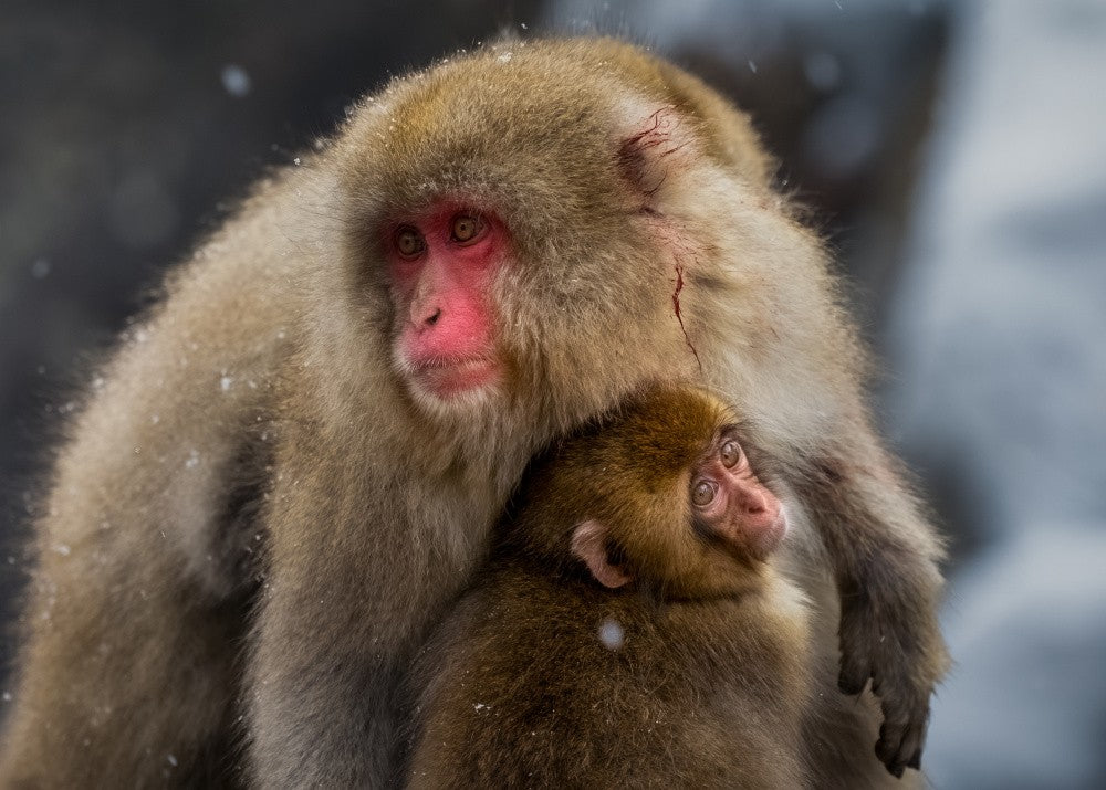 motherly Love - Snow Monkeys