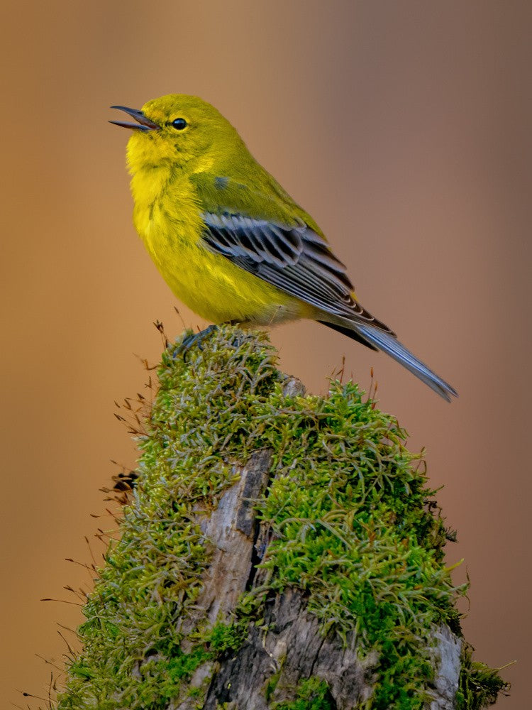 Pine warbler