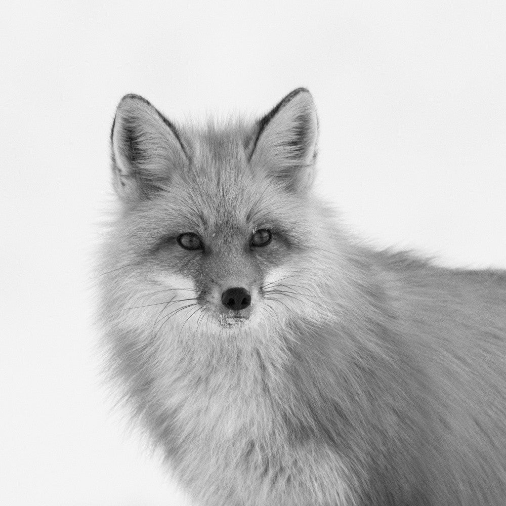 Portrait of the Red Fox