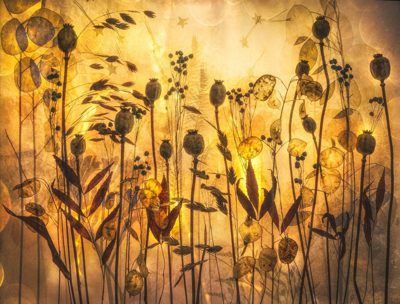 golden decay