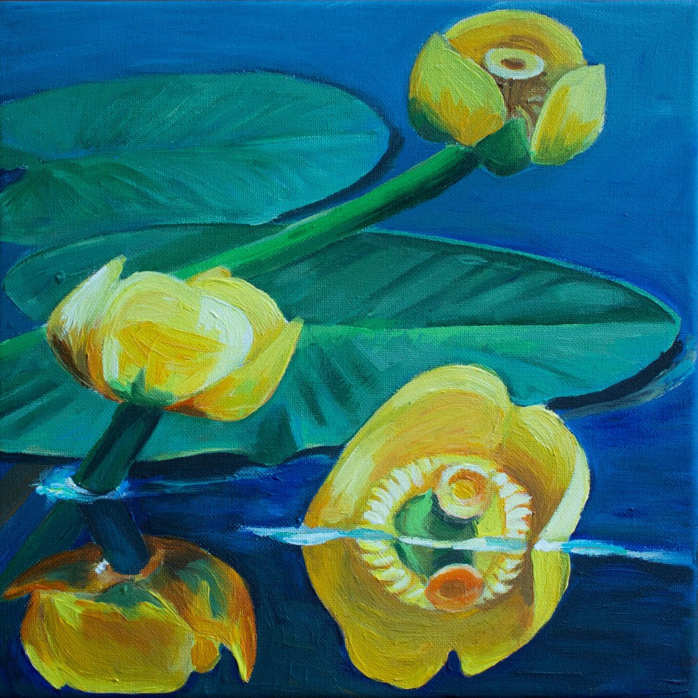 Yellow Water Lilies
