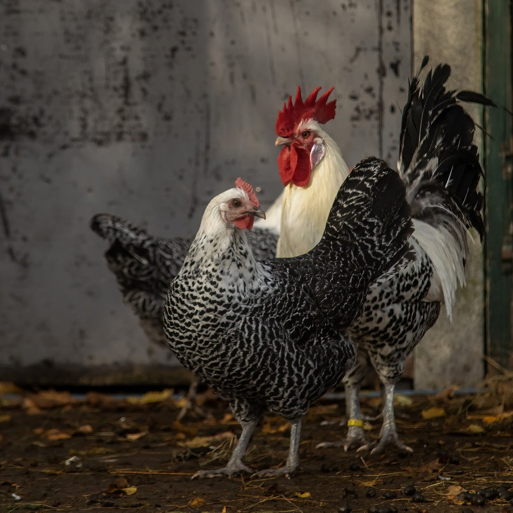 Titanic for chickens