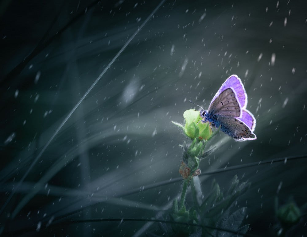 Whispers of Rain: The Butterfly Haven