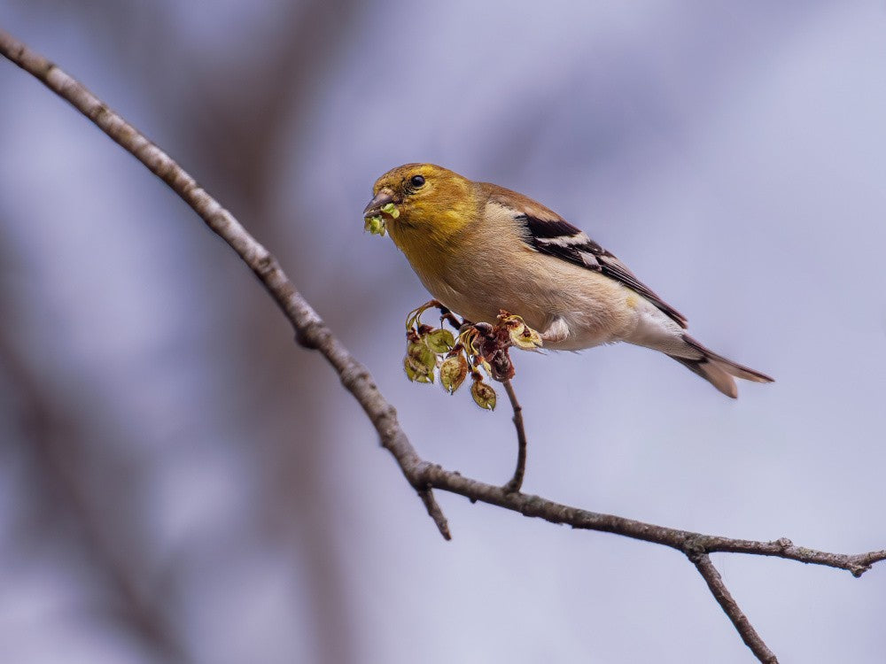 American Goldfinch