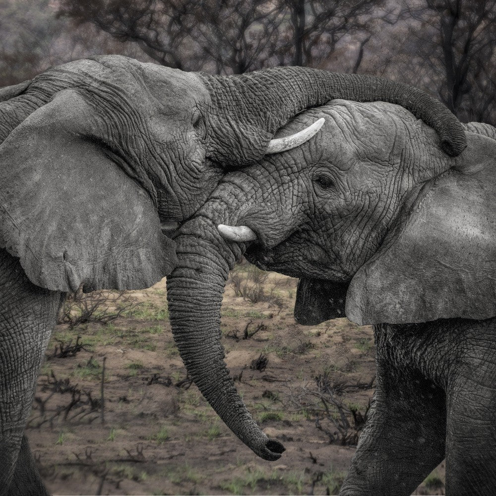 meeting between elephants