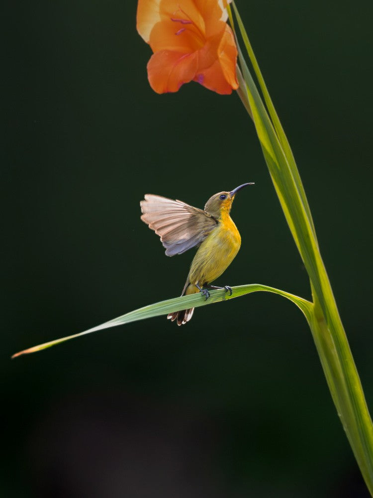 ornate sunbird