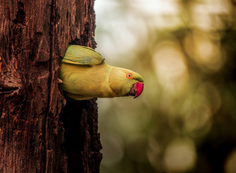 Bokehlicious Parakeet