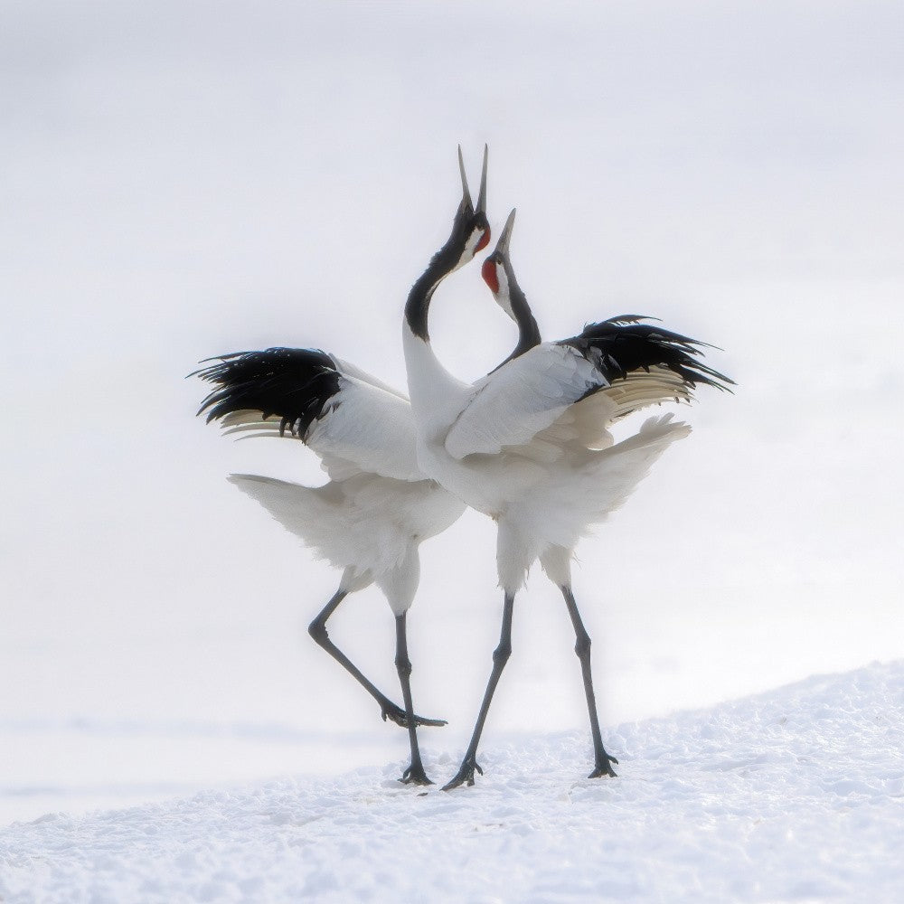 Red-crowned Crane