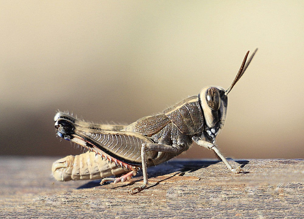 Grasshopper