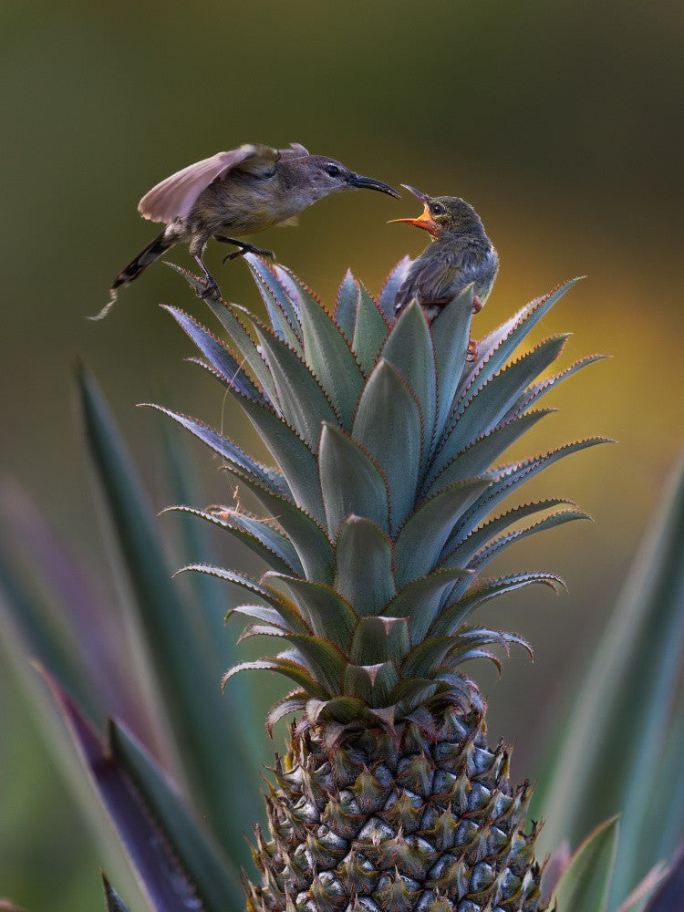 Motherly Love Over Pineapple Scent