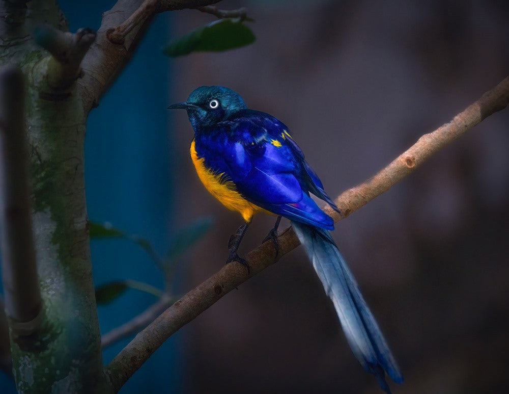 Golden-Breasted Starling