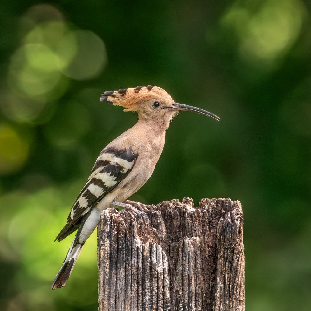 Hoopoe