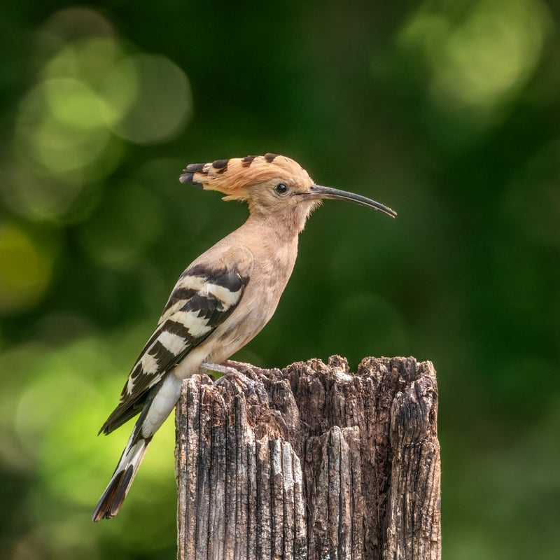 Hoopoe